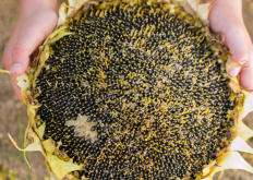 <b>葵花籽餅怎麼提高脫殼程度?</b>