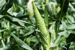 <strong>氨氣汙染對玉米的生長影響怎麼樣?</strong>