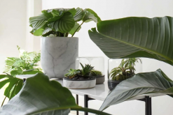 <strong>植物收到氟害的典型症狀有什麼？</strong>
