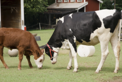 <strong>犢牛的飼料脫脂乳粉是怎麼提煉的？</strong>