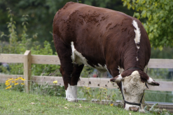 <strong>成年奶牛泌乳期飼料配方是什麼樣的？</strong>