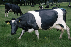 <strong>牛的精飼料，粗飼料，補充料怎麼區分？</strong>