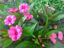 <strong>怎麼種鳳仙花的方法？</strong>