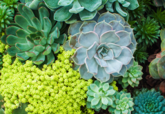 <strong>植物原生質體電融合技術是什麼樣的?</strong>