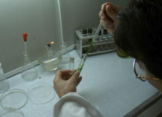 <strong>原生質體怎麼進行化學融合?</strong>