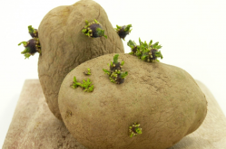 <b>馬鈴薯怎麼進行無性繁殖?</b>