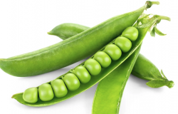 <strong>豌豆通過根癌農杆菌獲得轉基因蔬菜有什麼好處？</strong>