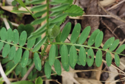 <strong>野豌豆是什麼植物，有哪些形態特點?</strong>