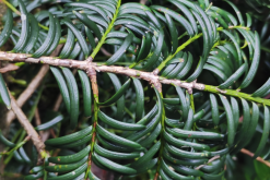 <strong>紅豆草的耐寒性怎麼樣，收集後冬天怎麼貯存?</strong>