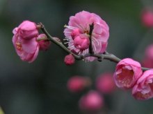 <strong>梅花怎麼種植</strong>