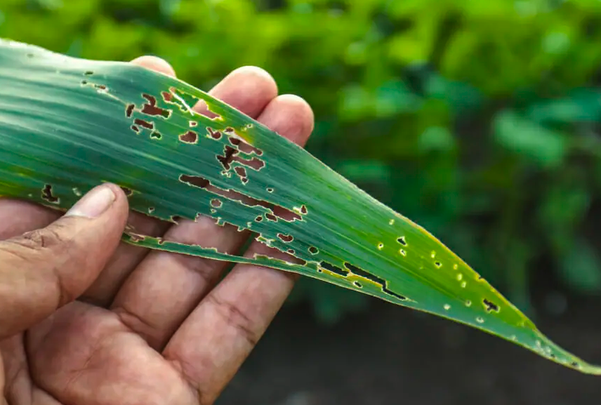 重金屬對玉米的植株形態有哪些影響?