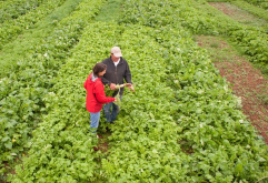 <strong>植物基因工程轉座子標記法是什麼?</strong>