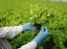 <strong>植物基因工程的定位克隆是什麼樣的?</strong>