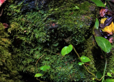 <strong>植物基因工程的功能克隆是什麼樣的?</strong>