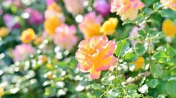 <strong>月季花該怎麼養？</strong>