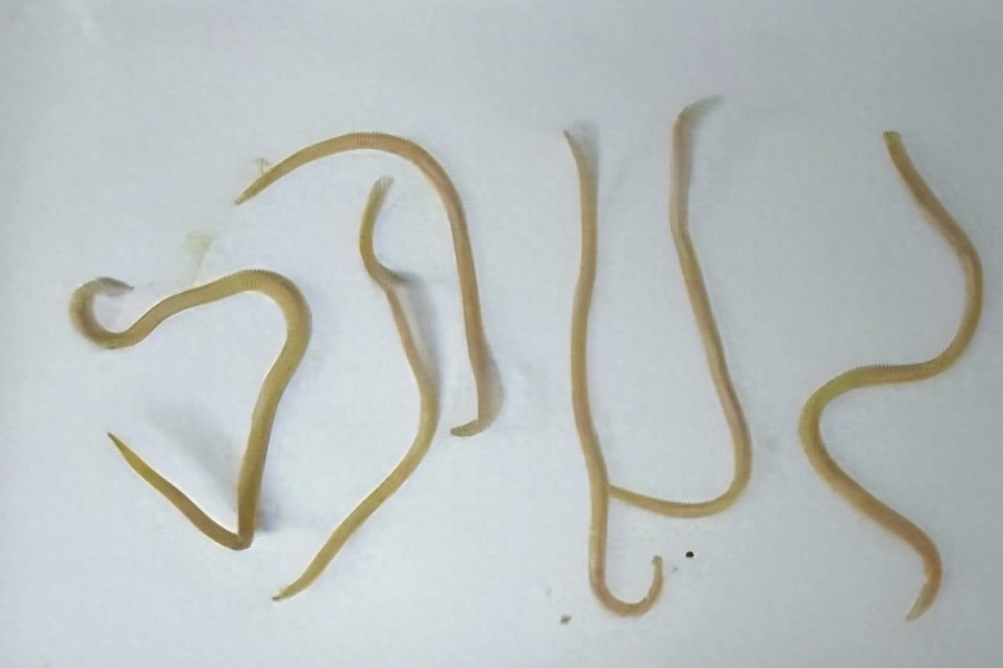 蛔蟲是通過什麼方式進入羊體內的?