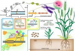 <strong>植物基因轉化受體係統怎麼建立？</strong>