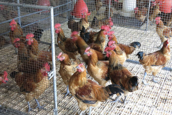 <strong>雞場怎麼計算飼料效率？</strong>