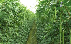 <strong>菜豆怎麼通過根癌農杆菌轉化 ？</strong>