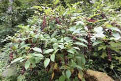 <strong>商陸可以用來消滅老鼠嗎，需要注意什麼?</strong>