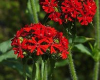 <strong>皺葉剪秋羅是什麼植物，有什麼形態特點 ？</strong>
