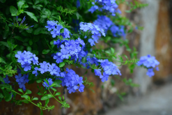 <strong>藍雪花怎麼養護和注意事項</strong>