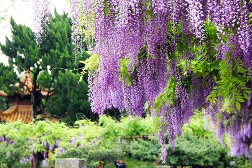 紫藤養護與開花技巧:打造浪漫花海