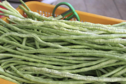 <b>豇豆的抗病毒能力怎麼樣？</b>
