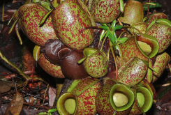 <strong>旱麥瓶草是什麼植物，有什麼形態特點？</strong>