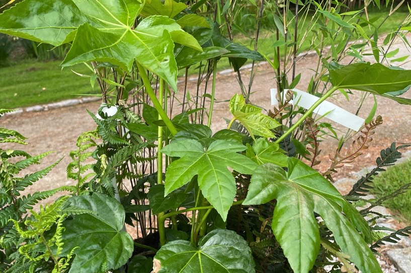 八角金盤怎麼收集種子,需要怎麼處理 ?