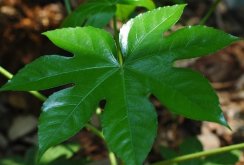 <strong>八角金盤是什麼植物，有什麼形態特點 ？</strong>