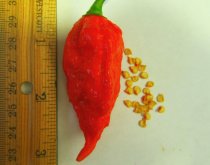 <strong>斷魂椒怎麼處理種子和進行催芽 ？</strong>