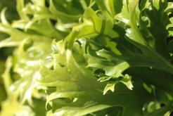 <strong>鳥巢蕨是什麼植物，有什麼形態特點 ？</strong>