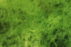 <strong>石蓴怎麼進行人工培育？</strong>