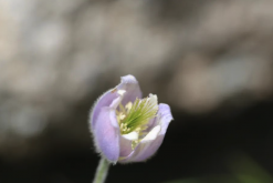 <strong>黃花烏頭怎麼進行采摘，如何避免毒性?</strong>