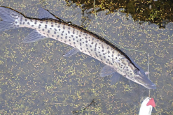 <strong>北美狗魚有什麼營養價值和經濟價值?</strong>