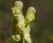 <strong>黃花烏頭怎麼進行繁殖 ？</strong>