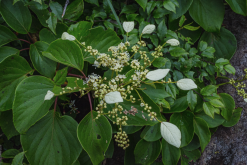<strong>虎耳草感染根腐病怎麼防治?</strong>