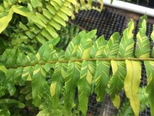 <strong>波士頓腎蕨是什麼植物，有什麼形態特點 ？</strong>