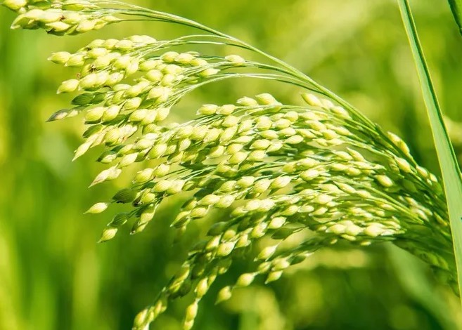 黍子怎麼收集種子和進行處理 ？