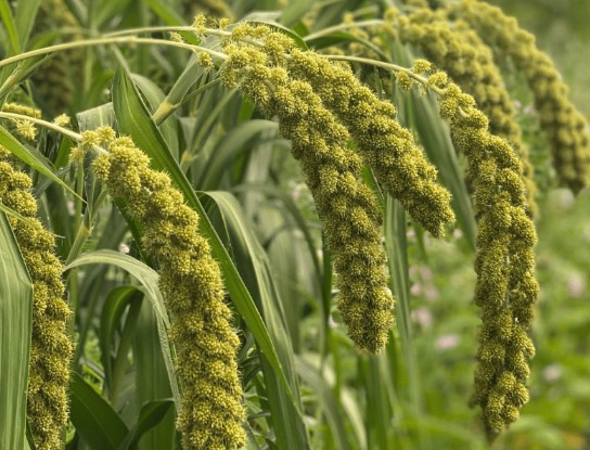 鹽堿地可以種植穀子嗎？