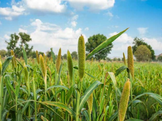 鹽堿地可以種植穀子嗎？