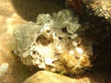 <strong>平石頭魚有什麼形態特點，對水溫有什麼要求 ？</strong>