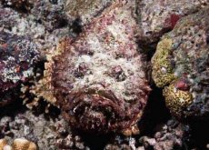 <strong>石頭魚是什麼魚，分布在哪些海域 ？</strong>