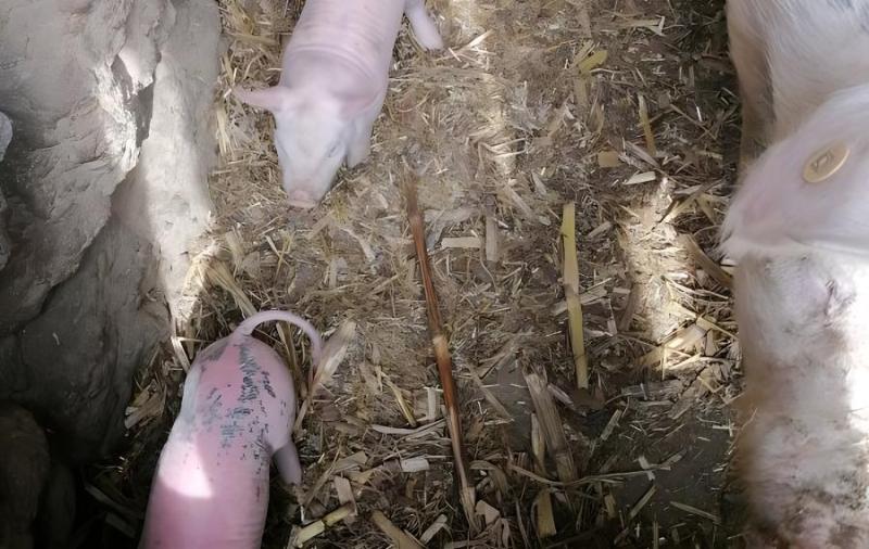 豬感染細小病毒的臨床症狀都有哪些?