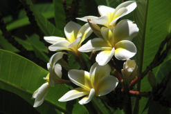 <strong>雞蛋花是什麼植物，有什麼形態特點？</strong>