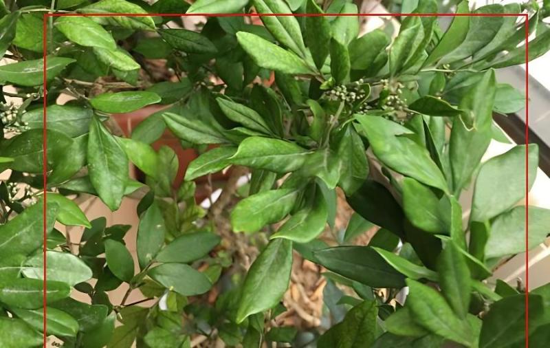 九裏香盆栽葉子發焉發皺發卷是啥原因？