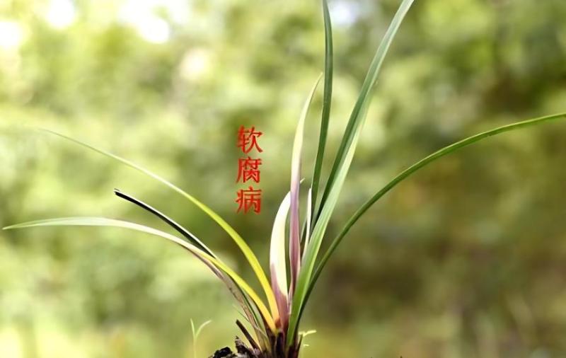 蘭花的兩腐病是通過什麼傳播的