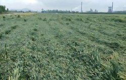 <b>冬小麥十一月二十號種植之後遇上低溫連陰雨怎麼管理？</b>