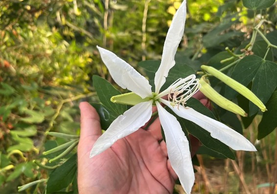 大花紫薇盆栽前怎麼搭配土壤基質 ？